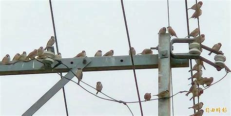 鳥停在陽台風水|【鳥停在陽台風水】鳥停陽台來饋運！開窗驚現「這幕」預示大吉。